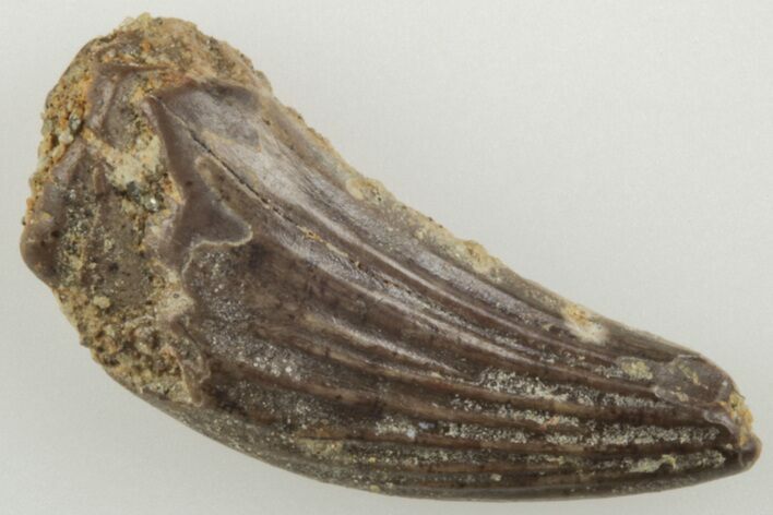 Fossil Raptor (Paronychodon?) Tooth - Montana #204173